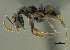 (Hypoponera sp. PK_HYPO 001 - PK-EE167)  @15 [ ] CreativeCommons - Attribution Non-Commercial Share-Alike (2011) Milan Janda Czech Academy of Sciences