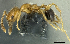  (Pheidole umbonata - PK-EE168)  @14 [ ] CreativeCommons - Attribution Non-Commercial Share-Alike (2011) Milan Janda Czech Academy of Sciences