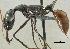  (Odontomachus tyrannicus - PNG072)  @14 [ ] CreativeCommons - Attribution Non-Commercial Share-Alike (2011) Milan Janda Czech Academy of Sciences
