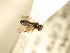 (Ascogaster Hrcek01 - USNM ENT 00209070)  @11 [ ] CreativeCommons - Attribution Non-Commercial No Derivatives (2012) Jan Hrcek Institute of Entomology, Czech Academy of Sciences