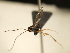  (Trichomma Wahl04 - USNM ENT 00680747)  @13 [ ] CreativeCommons - Attribution Non-Commercial No Derivatives (2012) Jan Hrcek Institute of Entomology, Czech Academy of Sciences
