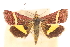  (Pyrausta thibetalis - CNCLEP00075111)  @11 [ ] CreativeCommons - Attribution Non-Commercial Share-Alike (2010) Jean-Francois Landry, CNC and Zhaofu Yang, BIO Canadian National Collections