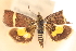  (Pyrausta euprepialis - CNCLEP00075112)  @11 [ ] CreativeCommons - Attribution Non-Commercial Share-Alike (2010) Jean-Francois Landry, CNC and Zhaofu Yang, BIO Canadian National Collections