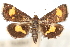  (Pyrausta sikkima - CNCLEP00075113)  @11 [ ] CreativeCommons - Attribution Non-Commercial Share-Alike (2010) Jean-Francois Landry, CNC and Zhaofu Yang, BIO Canadian National Collections