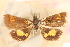  (Pyrausta mandarinalis - CNCLEP00075116)  @11 [ ] CreativeCommons - Attribution Non-Commercial Share-Alike (2010) Jean-Francois Landry, CNC and Zhaofu Yang, BIO Canadian National Collections