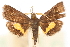  (Pyrausta silhetalis - CNCLEP00075117)  @11 [ ] CreativeCommons - Attribution Non-Commercial Share-Alike (2010) Jean-Francois Landry, CNC and Zhaofu Yang, BIO Canadian National Collections