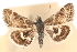  (Pyrausta acontialis - CNCLEP00075121)  @11 [ ] CreativeCommons - Attribution Non-Commercial Share-Alike (2010) Jean-Francois Landry, CNC and Zhaofu Yang, BIO Canadian National Collections