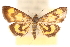  (Pyrausta genialis - CNCLEP00075122)  @11 [ ] CreativeCommons - Attribution Non-Commercial Share-Alike (2010) Jean-Francois Landry, CNC and Zhaofu Yang, BIO Canadian National Collections