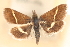  (Pyrausta oberthuri - CNCLEP00075126)  @11 [ ] CreativeCommons - Attribution Non-Commercial Share-Alike (2010) Jean-Francois Landry, CNC and Zhaofu Yang, BIO Canadian National Collections