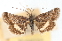  (Pyrausta syfanialis - CNCLEP00075134)  @11 [ ] CreativeCommons - Attribution Non-Commercial Share-Alike (2010) Jean-Francois Landry, CNC and Zhaofu Yang, BIO Canadian National Collections
