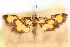  (Pyrausta tetraplagalis - CNCLEP00075149)  @14 [ ] CreativeCommons - Attribution Non-Commercial Share-Alike (2010) Jean-Francois Landry, CNC and Zhaofu Yang, BIO Canadian National Collections