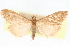  (Pyrausta obstipalis - CNCLEP00075157)  @11 [ ] CreativeCommons - Attribution Non-Commercial Share-Alike (2010) Jean-Francois Landry, CNC and Zhaofu Yang, BIO Canadian National Collections