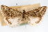  (Pyrausta postalbalis - CNCLEP00075171)  @11 [ ] CreativeCommons - Attribution Non-Commercial Share-Alike (2010) Jean-Francois Landry, CNC and Zhaofu Yang, BIO Canadian National Collections