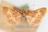  (Pyrausta cruoralis - CNCLEP00075184)  @11 [ ] CreativeCommons - Attribution Non-Commercial Share-Alike (2010) Jean-Francois Landry, CNC and Zhaofu Yang, BIO Canadian National Collections