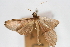  (Cotachena sp. 5ZY - CNCLEP00075475)  @11 [ ] CreativeCommons - Attribution Non-Commercial Share-Alike (2010) Jean-Francois Landry, CNC and Zhaofu Yang, BIO Canadian National Collections