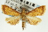  ( - CNCLEP00088878)  @11 [ ] CreativeCommons - Attribution Non-Commercial Share-Alike (2011) Jean-Francois Landry, CNC and Zhaofu Yang, BIO Canadian National Collections