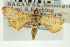  ( - CNCLEP00088884)  @11 [ ] CreativeCommons - Attribution Non-Commercial Share-Alike (2011) Jean-Francois Landry, CNC and Zhaofu Yang, BIO Canadian National Collections