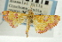  (Isocentris nr. thodophilalis - CNCLEP00088888)  @11 [ ] CreativeCommons - Attribution Non-Commercial Share-Alike (2011) Jean-Francois Landry, CNC and Zhaofu Yang, BIO Canadian National Collections