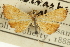  (Mabra sp. 3ASPYR - CNCLEP00088917)  @11 [ ] CreativeCommons - Attribution Non-Commercial Share-Alike (2011) Jean-Francois Landry, CNC and Zhaofu Yang, BIO Canadian National Collections