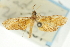  (Mabra sp. 7ASPYR - CNCLEP00088931)  @11 [ ] CreativeCommons - Attribution Non-Commercial Share-Alike (2011) Jean-Francois Landry, CNC and Zhaofu Yang, BIO Canadian National Collections