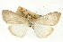  (Neadeloides cinerealis - CNCLEP00088939)  @11 [ ] CreativeCommons - Attribution Non-Commercial Share-Alike (2011) Jean-Francois Landry, CNC and Zhaofu Yang, BIO Canadian National Collections