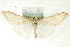  ( - CNCLEP00088940)  @11 [ ] CreativeCommons - Attribution Non-Commercial Share-Alike (2011) Jean-Francois Landry, CNC and Zhaofu Yang, BIO Canadian National Collections