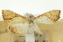  (Anania obliquata - CNCLEP00088957)  @11 [ ] CreativeCommons - Attribution Non-Commercial Share-Alike (2011) Jean-Francois Landry, CNC and Zhaofu Yang, BIO Canadian National Collections
