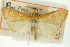  ( - CNCLEP00088975)  @11 [ ] CreativeCommons - Attribution Non-Commercial Share-Alike (2011) Jean-Francois Landry, CNC and Zhaofu Yang, BIO Canadian National Collections