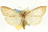  (Pyrausta bambucivora - CNCLEP00089684)  @13 [ ] CreativeCommons - Attribution Non-Commercial Share-Alike (2011) Jean-Francois Landry, CNC and Zhaofu Yang, BIO Canadian National Collections