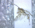  (Aleiodes sacharissa - BCLDQ00045)  @11 [ ] Unspecified (default): All Rights Reserved  Unspecified Unspecified