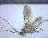  (Aleiodes probuzurae - BCLDQ00079)  @12 [ ] Unspecified (default): All Rights Reserved  Unspecified Unspecified