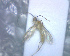  (Aleiodes probuzurae - BCLDQ00105)  @12 [ ] Unspecified (default): All Rights Reserved  Unspecified Unspecified