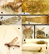  (Hermosomastax - BCLDQ0832)  @11 [ ] CreativeCommons Attribution NonCommercial ShareAlike (2021) M. J. Sharkey University of Kentucky