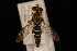  ( - 10-SKAS-039)  @12 [ ] CreativeCommons - Attribution (2010) Unspecified Centre for Biodiversity Genomics
