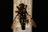  (Cyrtopogon inversus - 10-SKAS-042)  @13 [ ] CreativeCommons - Attribution (2010) Unspecified Centre for Biodiversity Genomics