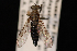  ( - 10-SKAS-326)  @11 [ ] CreativeCommons - Attribution (2010) Unspecified Centre for Biodiversity Genomics