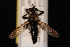  (Cyrtopogon willistoni - 10-SKAS-045)  @13 [ ] CreativeCommons - Attribution (2010) Unspecified Centre for Biodiversity Genomics