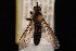  (Dicolonus - 10-SKAS-093)  @13 [ ] CreativeCommons - Attribution (2010) Unspecified Centre for Biodiversity Genomics