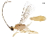  (Aleiodes rosewarnerae - DHJPAR0023524)  @13 [ ] CreativeCommons - Attribution (2018) CBG Photography Group Centre for Biodiversity Genomics