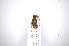  (Nealcidion scutellatumAS2 - INB0003098916)  @12 [ ] Copyright (2012) A. Solis Instituto Nacional de Biodiversidad