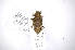  (Atrypanius cretiger - INB0003114987)  @11 [ ] Copyright (2012) A. Solis Instituto Nacional de Biodiversidad