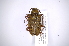  ( - INB0003336250)  @12 [ ] Copyright (2012) A. Solis Instituto Nacional de Biodiversidad