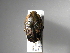  (Hoplopyga liturataASolia02 - INB0003356661)  @13 [ ] Copyright (2010) A. Solis Unspecified