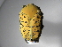  (Gymnetis wollastoniASolisS2 - INB0003421377)  @14 [ ] Copyright (2010) A. Solis Unspecified