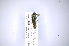  (Agrilus furcillatus - INB0003491188)  @12 [ ] Copyright (2012) Angel Solis Instituto Nacional de Biodiversidad