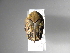  (Hoplopyga liturataASolis - INB0003704496)  @11 [ ] Copyright (2010) A. Solis Unspecified