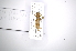  (Compsibidion vanumAS2 - INB0003733142)  @12 [ ] Copyright (2012) A. Solis Instituto Nacional de Biodiversidad