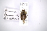  (Aerenea brunnea - INB0003827050)  @11 [ ] Copyright (2012) A. Solis Instituto Nacional de Biodiversidad