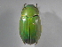  (Chrysina beraudi - INB0003941093)  @11 [ ] CreativeCommons - Attribution Non-Commercial Share-Alike  National Biodiversity Institute of Costa Rica National Biodiversity Institute of Costa Rica