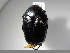  (Cotinis polita - INB0003976726)  @11 [ ] Copyright (2010) A. Solis Unspecified
